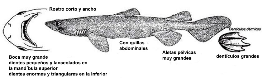 Scymnodon ringens_01.jpg